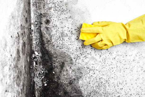 Best Commercial Mold Removal  in Tuscumbia, AL