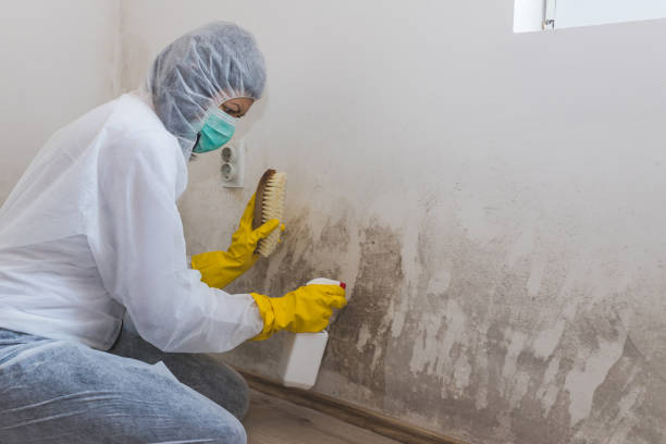 Best Mold Testing and Removal  in Tuscumbia, AL