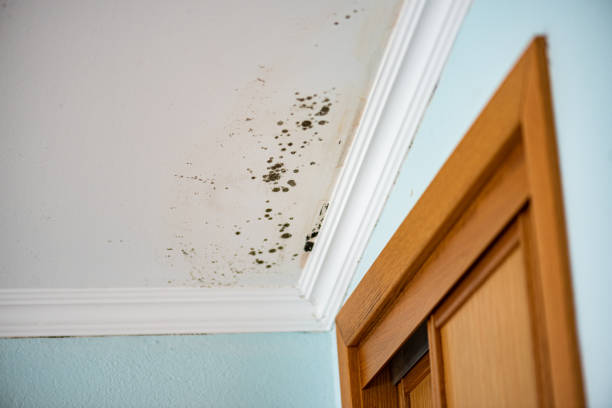 Best Local Mold Removal Service  in Tuscumbia, AL
