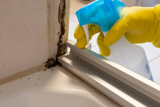 Best Same-Day Mold Removal  in Tuscumbia, AL