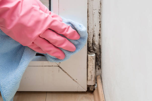 Trusted Tuscumbia, AL Mold Removal Experts