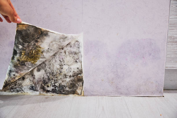 Best Certified Mold Removal  in Tuscumbia, AL